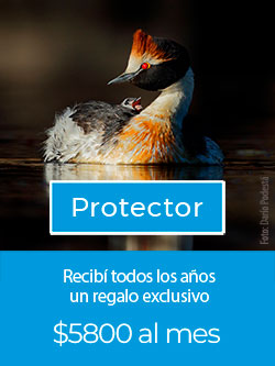 Protecctor.jpg