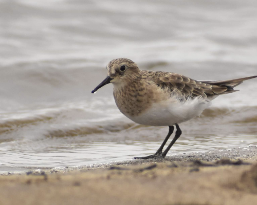 Playerito unicolor (Calidris bairdii) Foto: Ezequiel Racker