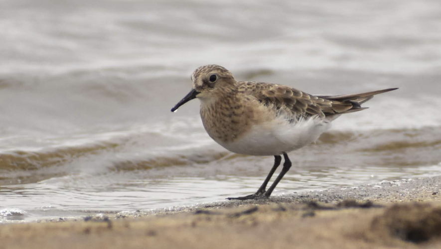 Playerito unicolor (Calidris bairdii) Foto: Ezequiel Racker